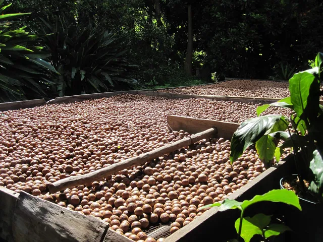 1001-frucht-n-sse-macadamia-gesalzen-ger-stet-250g-snack image 1