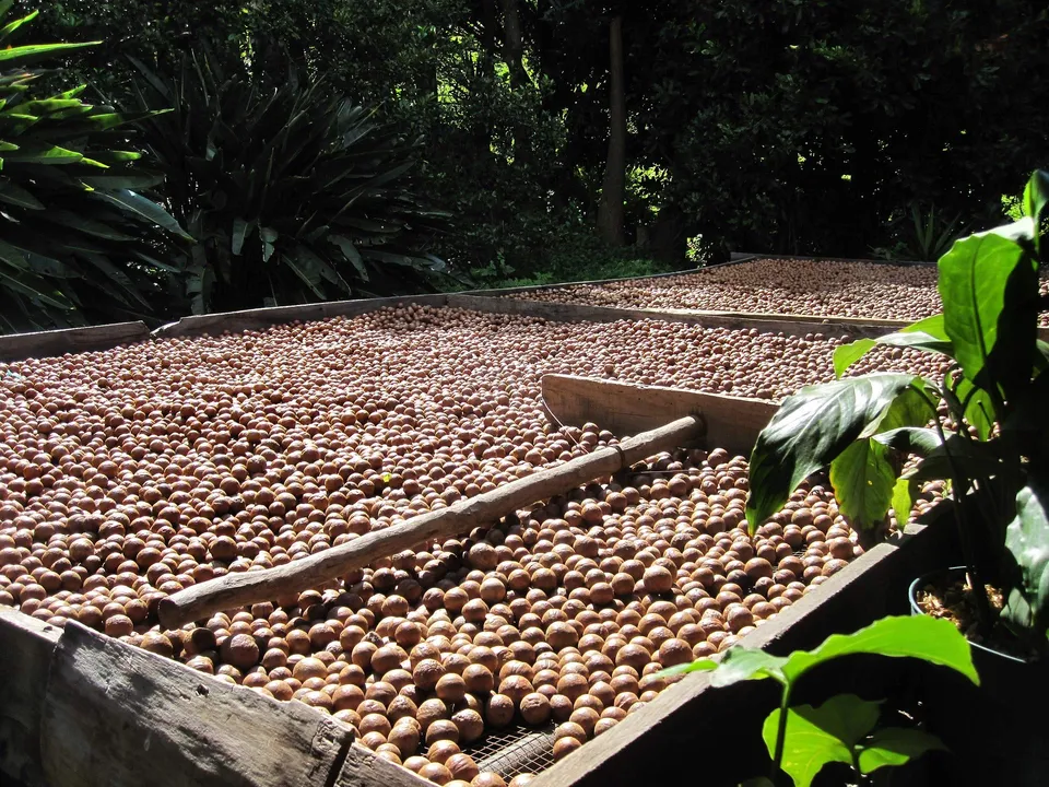 1001-frucht-n-sse-macadamia-gesalzen-ger-stet-250g-snack image 1