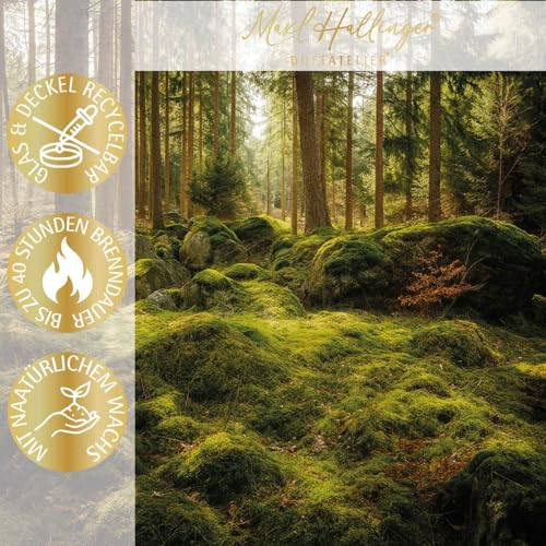 hallingers-spirituals-wild-forest-duftkerze-sojawachs-40h-geschenkbox image 8