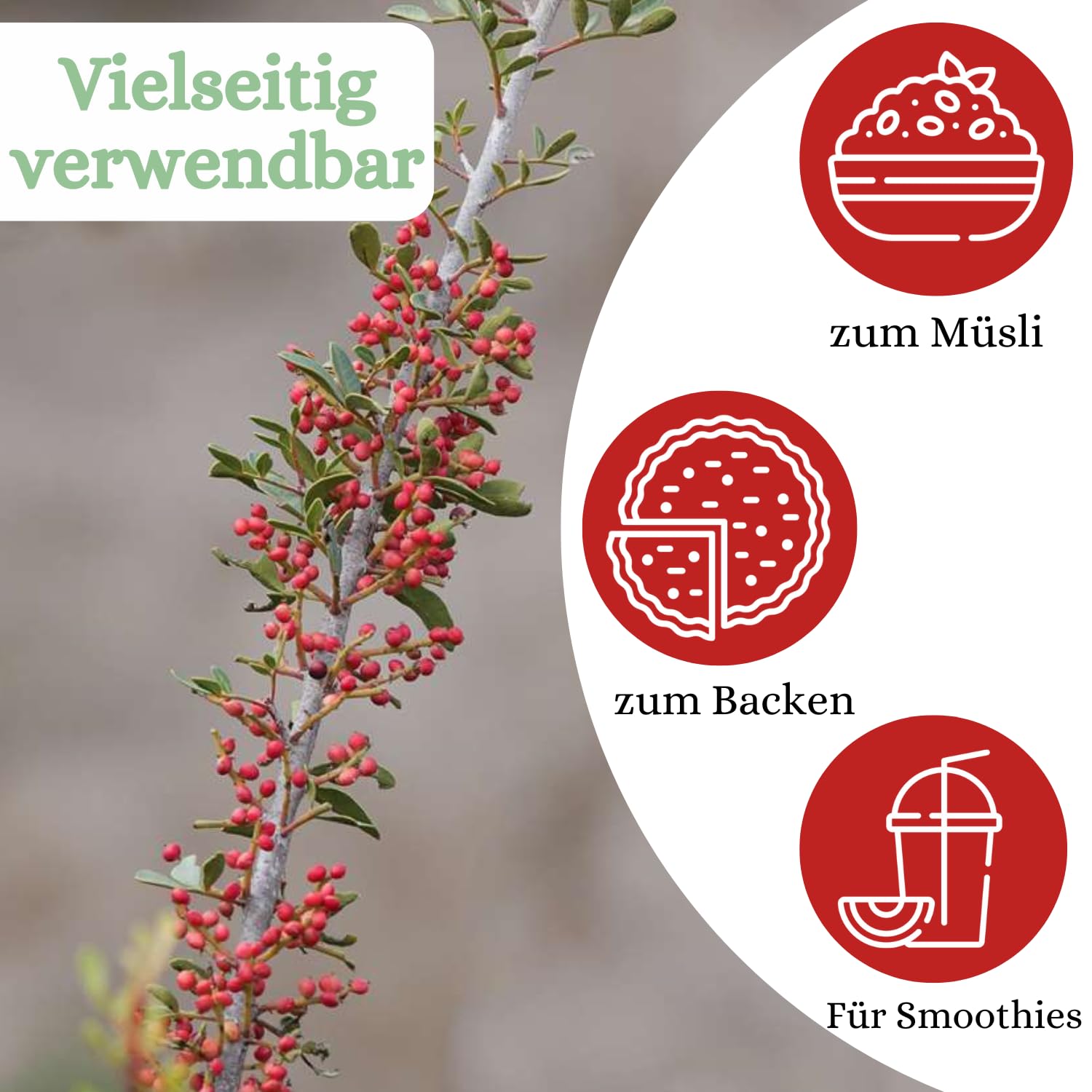 1001-frucht-superfoods-berberitzen-getrocknet-1-kg-ungezuckert image 5